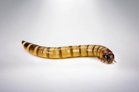 Armstrong's Original Crickets Superworms (Zophobas morio) Kingworms (Large 1.75"+) (Medium 1.25-1.74") (1000, Medium)