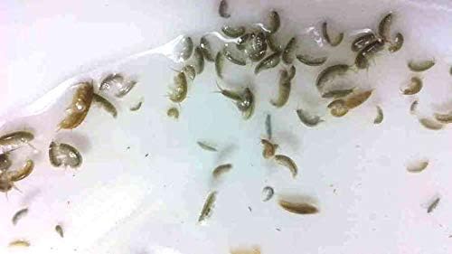 Trial Size FloridaPets Live Saltwater Amphipods Aquarium Fish Food Over 50 Pods