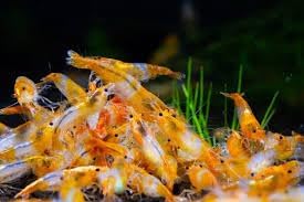 Shrimp Snowflakes (2 oz)
