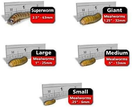 Predator Foods Bulk Live Giant Worms 1.25-1.75 in - (250 Count)
