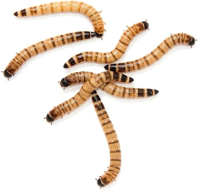 Surmen Legacy 300ct Live Superworms Large (1.75"-2") Live Arrival Guaranteed - 2 Day Shipping