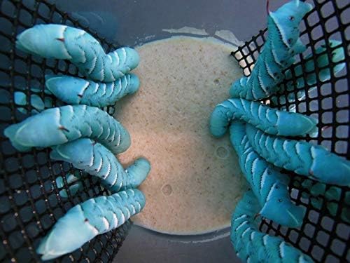 Hornworms aka Goliath Worms- 1/2" to 3/4"- 25/Cup for Reptile, Birds, Chickens, Fish Food by Abdragons