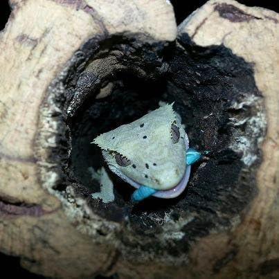 75ct (3 x 25ct Cups) Live Hornworms by DBDPet | Live Arrival is Guaranteed