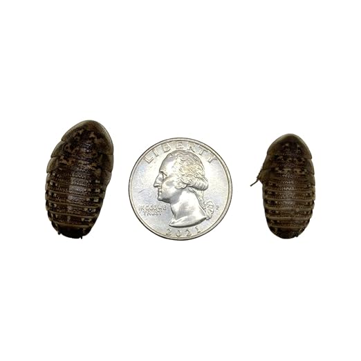 200 Large Dubia Roaches for Reptiles & Amphibians