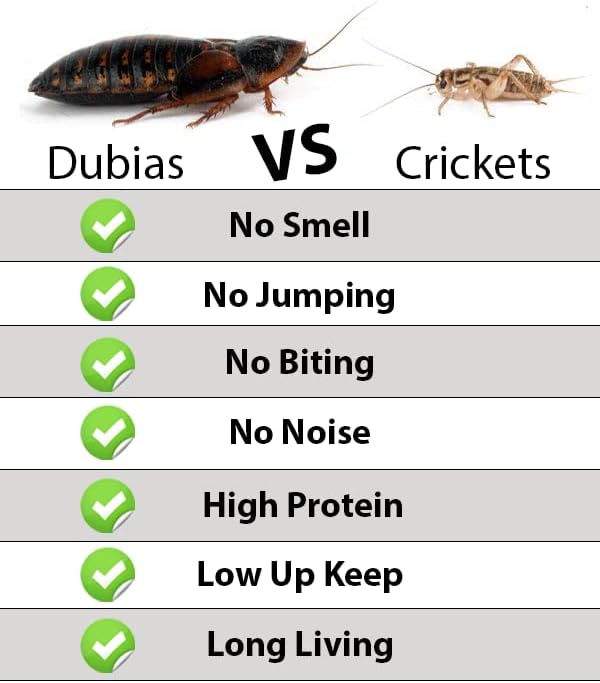 Dubia Roach Colony Starter Kit, 1Lb Organic Feeder Insect Gut Loading Chow, Water Crystals, 6 Egg Flats, for Breeding Insects, Cricket Alternative, for Bearded Dragons, Leopard Geckos, Reptiles