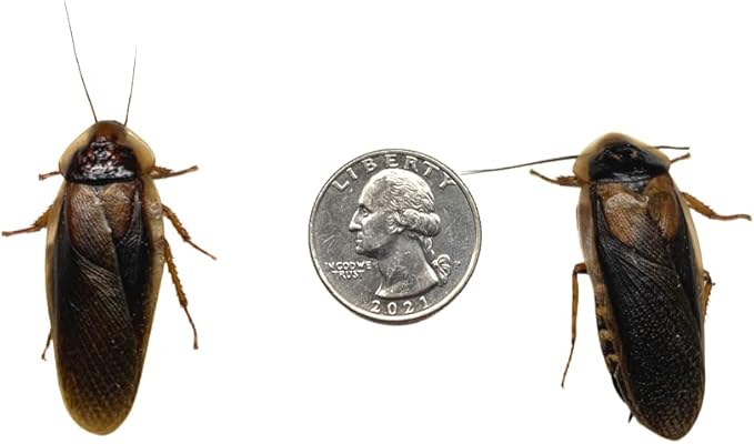 Live Dubia Roaches for Feeding Reptiles (10, Adult Male) by Blaptica dubia