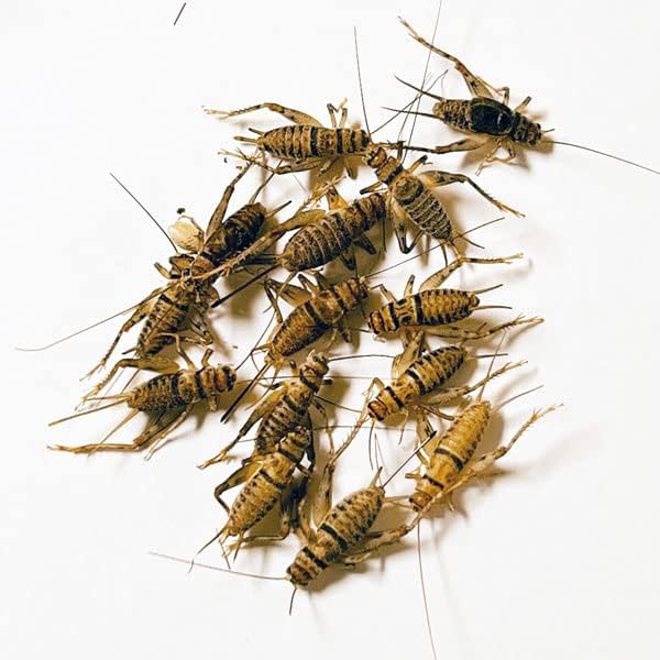 NutriCricket 500 Live Banded Crickets (Medium (1/2" - 5/8"))