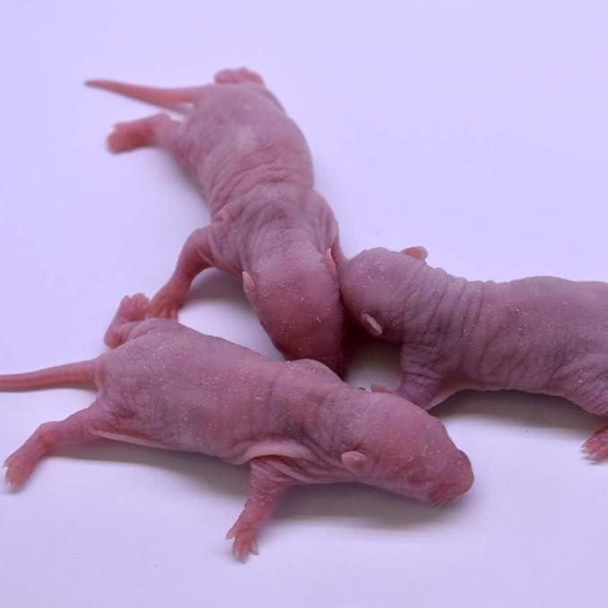MiceDirect 30 Frozen Rat Combo Pack 15 Pinkies & 15 Fuzzies Feeder Snake Reptile Food