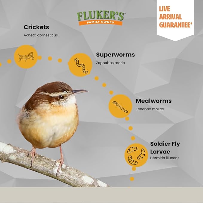 Fluker's Medium Live Black Soldier Fly Larvae 500 Count - Reptile and Chicken Food