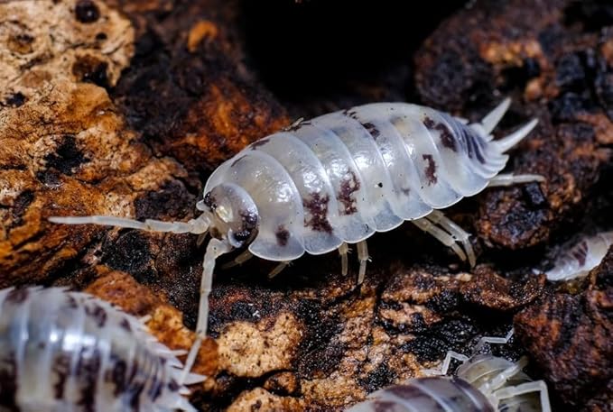 10 Live Dairy Cow (Porcellio Laevis) - Isopods for BioActive Terrariums, Vivarium Clean-up Crews, and Reptile Food