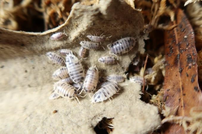 Dairy Cow Isopods 12 Count