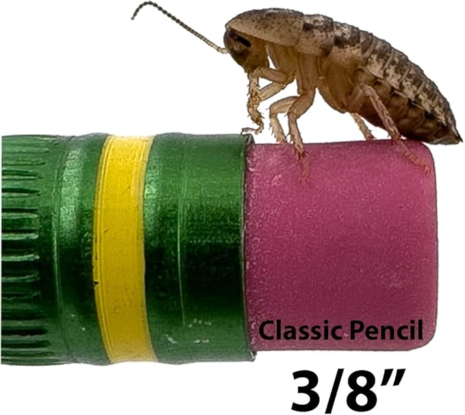 Dubia Roaches – Food for Reptiles, Tarantulas, Bearded Dragons, Geckos, and Insect-Eating Pets – High Protein, Easy to Digest, Healthier Alternative to Crickets (3/8", 300 Count)