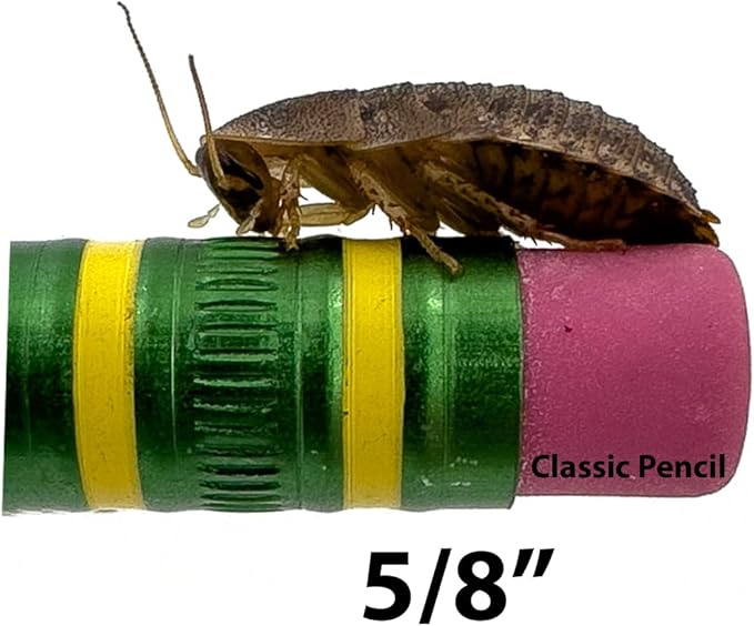 Dubia Roaches – Food for Reptiles, Tarantulas, Bearded Dragons, Geckos, and Insect-Eating Pets – High Protein, Easy to Digest, Healthier Alternative to Crickets (5/8", 1000 Count)