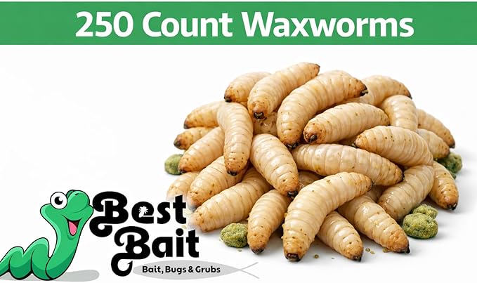 250 Count Live Waxworms
