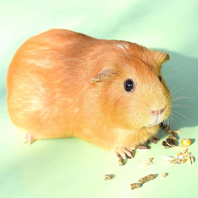 Small Animal Treats 3 Flavor Variety Bundle (1) Each: Baked Apple Banana, Baked Bell Pepper, Timothy, 1.4-2 Ounces.
