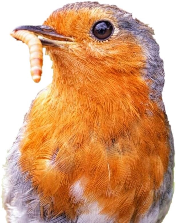 Predator Foods Bulk Live Mealworms - 500 Count (Small - ~.25")