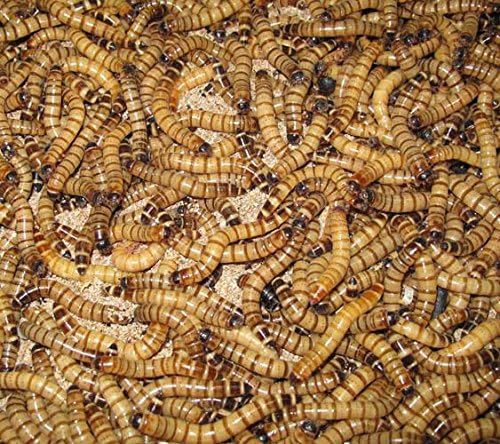 NutriCricket 100 Premium Live Large Superworms Shipped