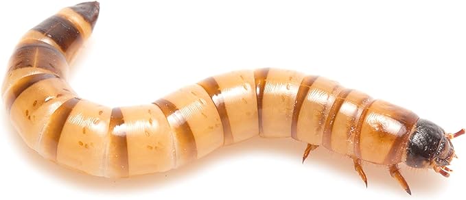 DBDPet Organically Grown Premium Live Superworms 300ct - Great Food for Chameleons, Bearded Dragons, Tegus, Fish, Chickens, Birds, Sugar Gliders and More! (300ct)