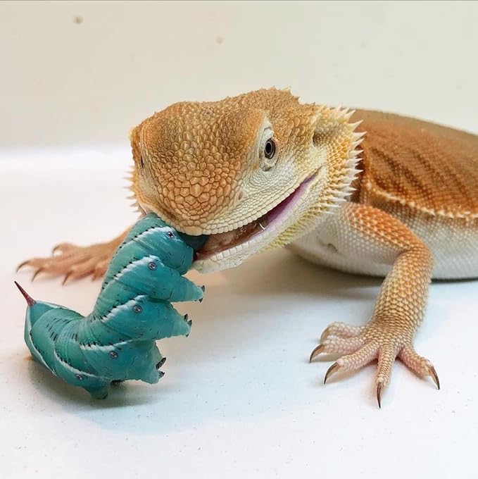 Hornworm Cup for Bearded Dragons (24-30 Count Live with Enough Food to Grow Them Out)