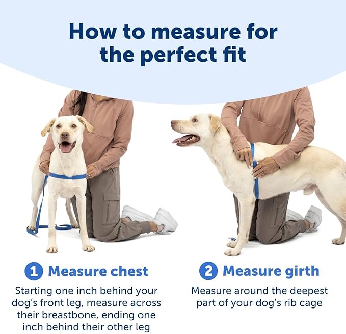 PetSafe Easy Walk Harness for Dogs - Pull-Free Walks - Patented Martingale Loop Design - Front Chest Leash Attachment - Comfort Straps - Breathable Harness Design - Medium/Large, Deep Purple/Black