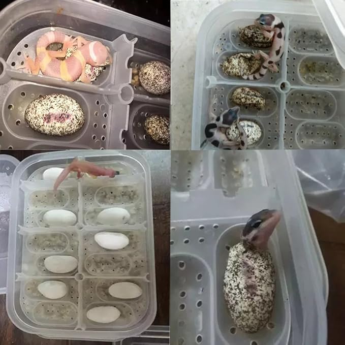 Reptile Breeding Box OMEM Reptile Lizard Incubation Box, Hatchery Box, Suitable for Hatching Snake, Lizards, Lions Mane, Reptiles (Transparent)