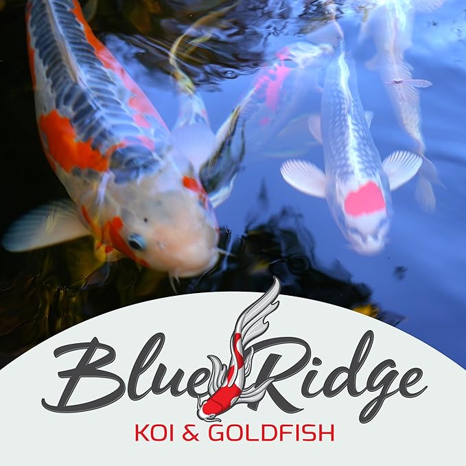Blue Ridge Koi Fish Food 5lb - Koi Food Color Growth Formula, Goldfish Food, Premium Fish Food for Ponds, Ponds Fish Food, Floating Pond Pellets