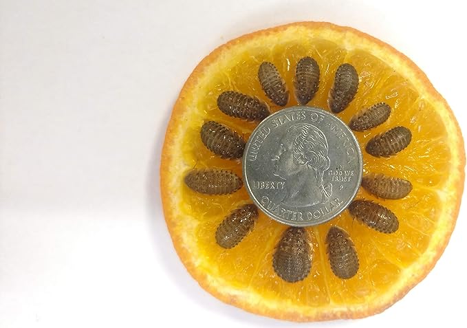 Dubia Roaches 200 Medium 3/8" - 3/4" | Limited Edition
