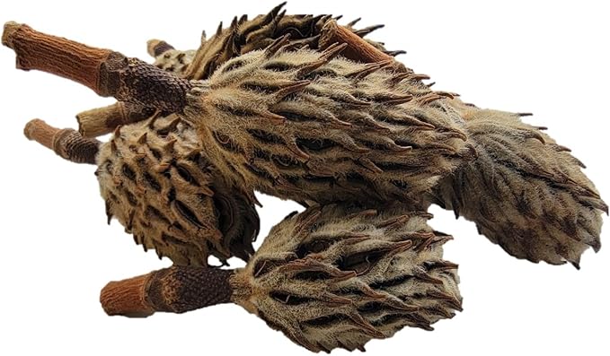 Magnolia Seed Pods, 12 Pack for Bioactive Enclosures, Terrariums, Aquariums, Reptiles, Amphibians, Isopods