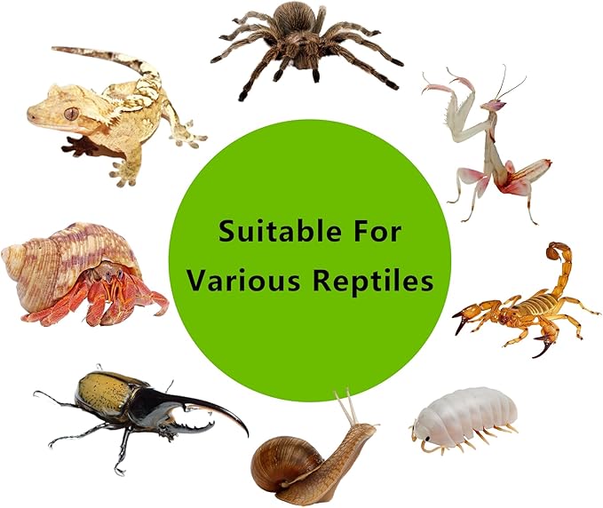 PC Small Reptile Terrarium, Tarantula Enclosure, 12.6" x 8.7" x 3.9" Clear Mini Habitat for Geckos, Hermit Crabs, Praying Mantis, Insects, Isopods, Critter Keeper