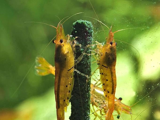 GlasGarten Shrimp Lollies - 4in1 Power Shrimp Food (8 Pieces, 4in1 Power Algae)