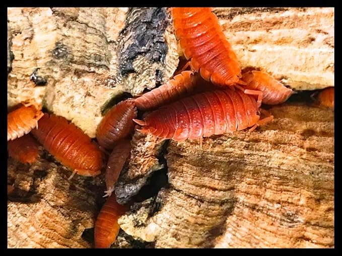 Orange Isopods (Qty-10), for Amphibian/Reptile/Invertebrate Bioactive Habitats, by Critters Direct