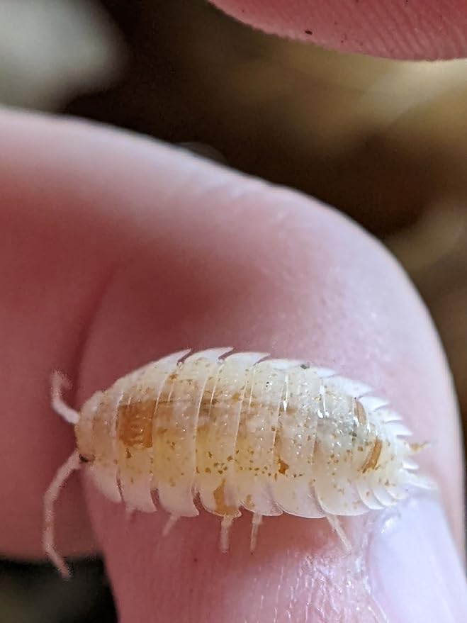 Ordinary Feed Co. Live Orange Dalmatian (Porcellio Scaber) Isopod - Cleanup Crew, Reptile & Amphibian Food (10 Count)