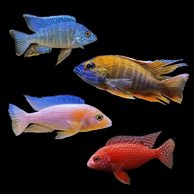 All Male Peacock Cichlid Package (Aulonocara spp.) 3-4" (6)