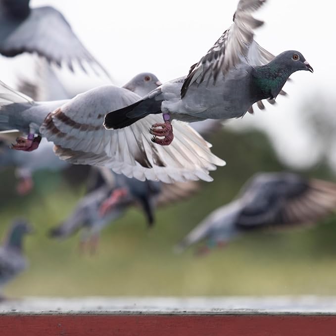 Treasure Pills for Pigeons ā Fertility Support, Growth Booster & Immune System Enhancer ā Natural Supplement for Racing, Breeding & Young Pigeons ā Vitamins for Health & Performance