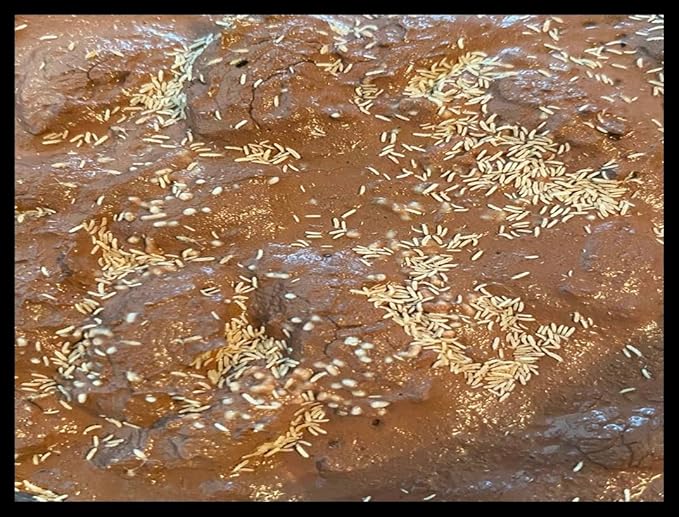 Live Springtails, Clay Culture (16 oz,) for Amphibian/Reptile/Invertebrate Bioactive Habitats, by Critters Direct