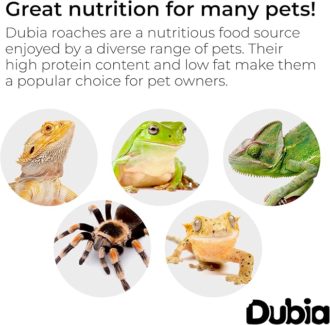 50 Medium 5/8 Inch Dubia Roaches Live, Ideal for Amphibians & Invertebrates, Nutritious & Easy to Keep Live Cockroaches, Perfect for Reptiles, Birds, Rodents, Fish, and More