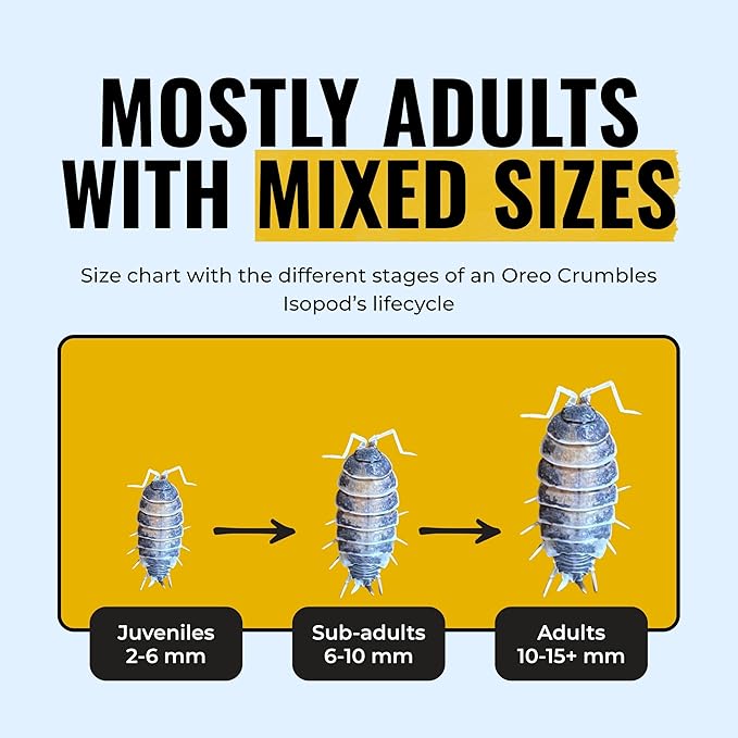 Creation Cultivated 12+ Oreo Crumbles Isopods Live - Live Bugs for Bioactive Terrarium, Vivarium Clean-up Crews, and Reptile Food - Easy-Care Isopods for Terrarium