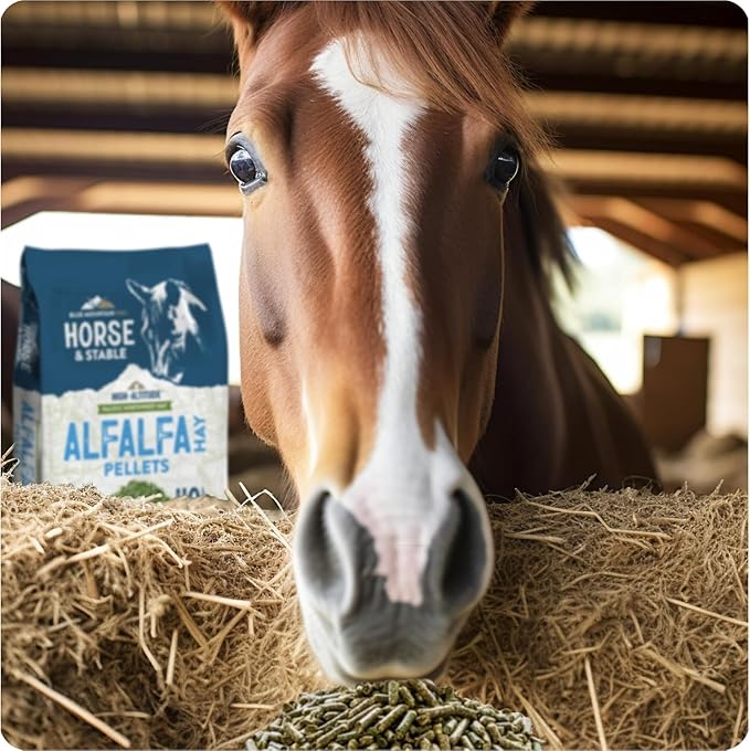 Blue Mountain Hay High Altitude Alfalfa Hay Pellets (40 lb), Ultra Premium Nutrient Dense Forage, Small Quick Soaking Low Dust Pellets, Easy to Measure, Automatic Feeder Friendly