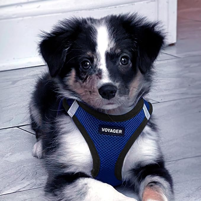 Best Pet Supplies Voyager Step-in Air All Weather Mesh Harness and Reflective Dog 5ft Leash Combo with Neoprene Handle, for Small, Medium and Large Breed Puppies - Set (Royal Blue/Black Trim), Large