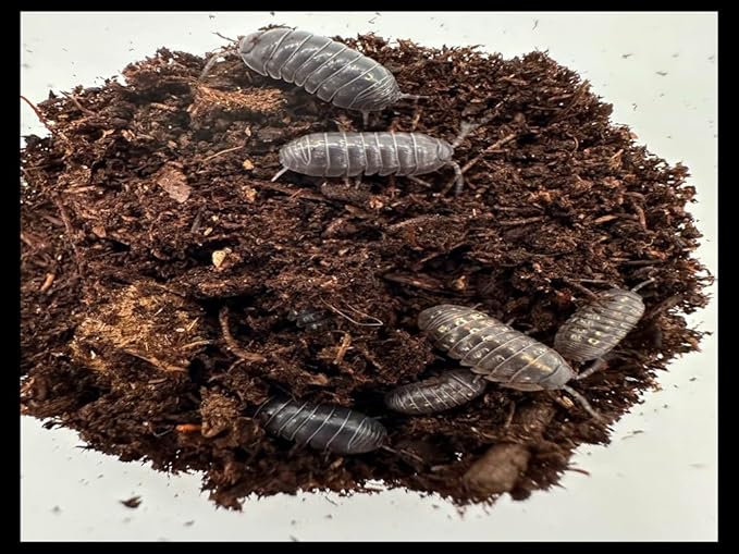 Vulgare Isopods, Roly Polys (Qty-25) & Springtails (8 oz Seeding Cuture) Combo Package, for Amphibian/Reptile/Invertebrate Bioactive Habitats, by Critters Direct