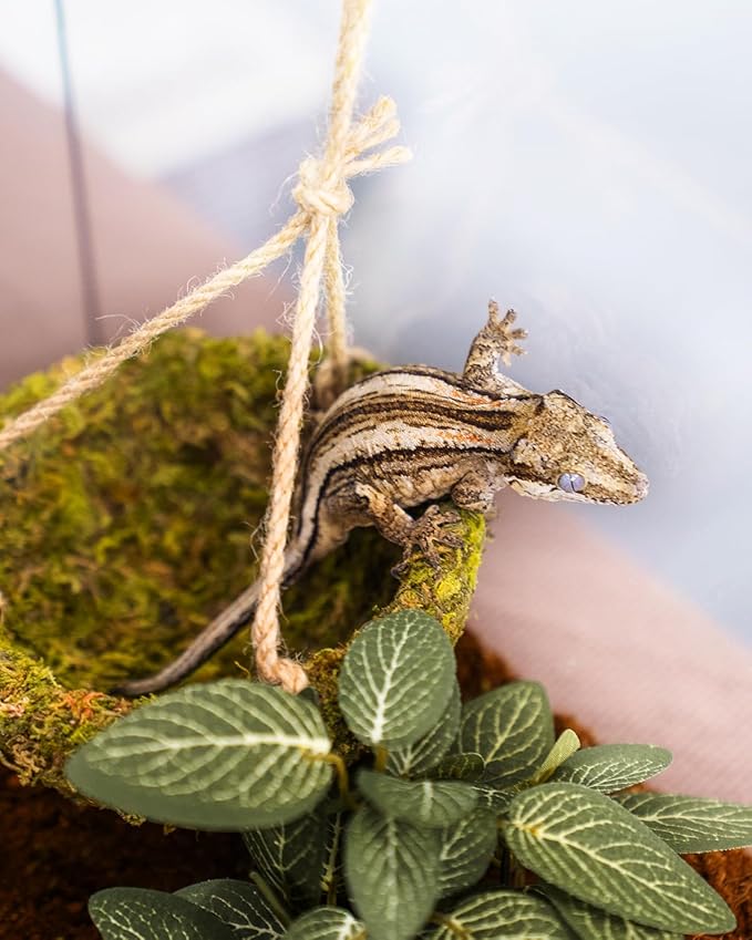 Handmade Crested Gecko Tank Decor – Hanging Shelter for Bearded Dragon Accessories, Reptile Hammock, Hermit Crab, Snake and Other Small Reptiles