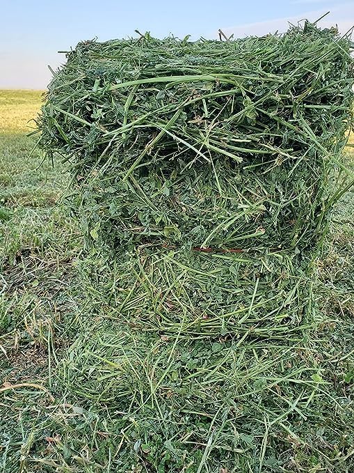 Bulk Fresh Alfalfa Hay 80oz by Bunny Honey - USDA Organic Hay for Small Select Pets, Guinea Pigs, Rabbits, Hamsters - Best Cut & Delivered Fresh - Promotes Healthy Digestive Function - 5 Pound