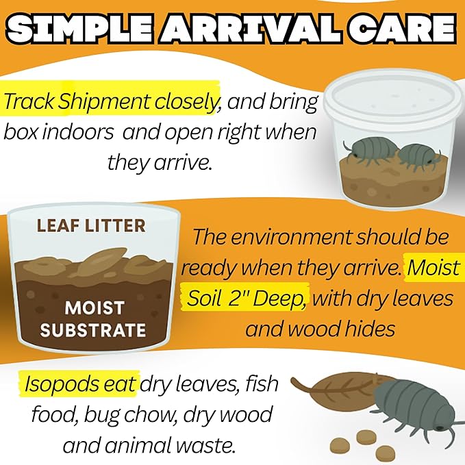 40ct Powder Orange Isopods (Porcellionides Pruinosus) Cleanup Crew & Reptile Food