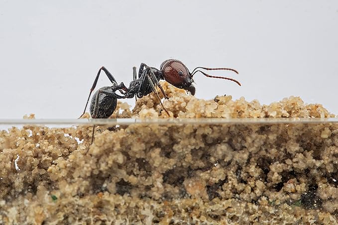 Anthouse.ES - Natural Sand Ant Farm - Acrylic Starter Kit 20x10x10 cm - Sand, Pipette, and Water Dispenser Included - Easy Installation