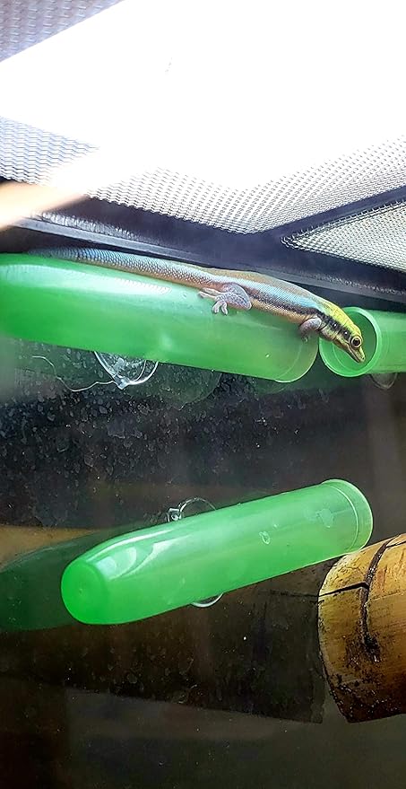 Josh's Frogs Egg Laying Tube with Suction Cup for Small Arboreal Geckos