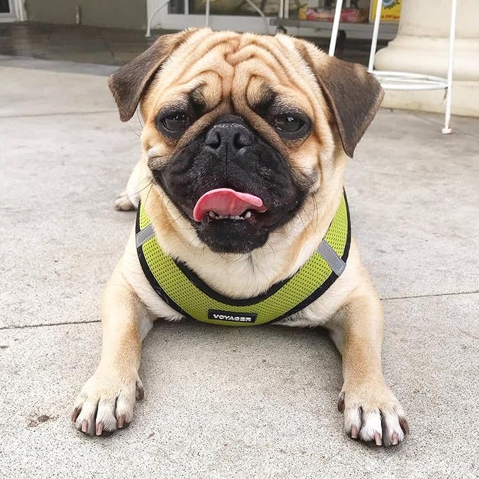 Best Pet Supplies Voyager Step-in Air All Weather Mesh Harness and Reflective Dog 5ft Leash Combo with Neoprene Handle, for Small, Medium and Large Breed Puppies - Set (Lime/Black Trim), X-Large