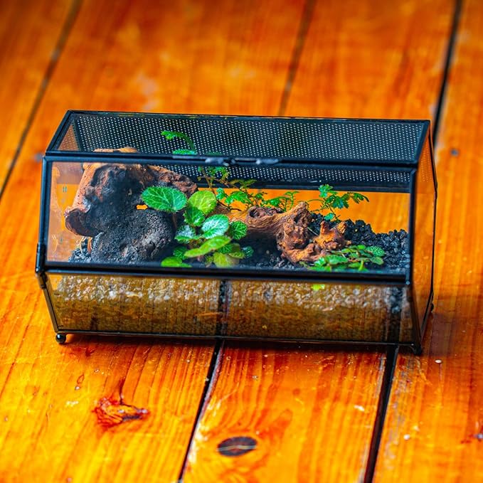 NCYP Small Glass Enclosure Terrarium with Mesh & Door for Tiny Beetle - Hexagon Jumping Spiders Vented Glass Terrarium 7.87'' x 4.52'' x 3.93'', Black (Plants Not Include)