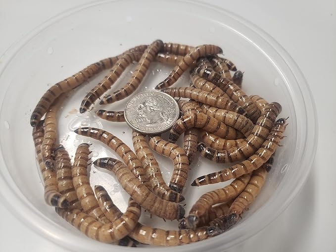 200+ Live Large Superworms - TheFrogHouse Brand - Kingworms - Zophobas Morio