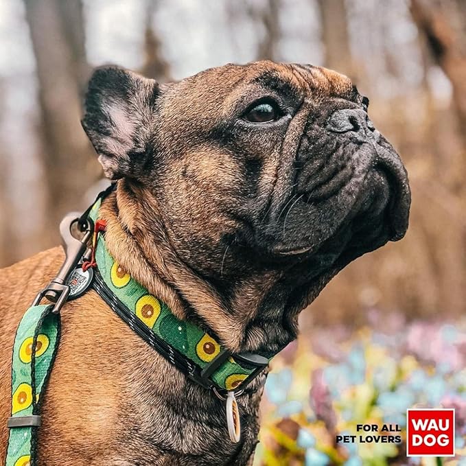Nylon Dog Collar and Leash Set - Adjustable Dog Collar for Large Dogs, Small & Medium Dogs - Puppy Collars for Large Breed - Boy & Girl Collars with Durable Plastic Buckle and QR Tag