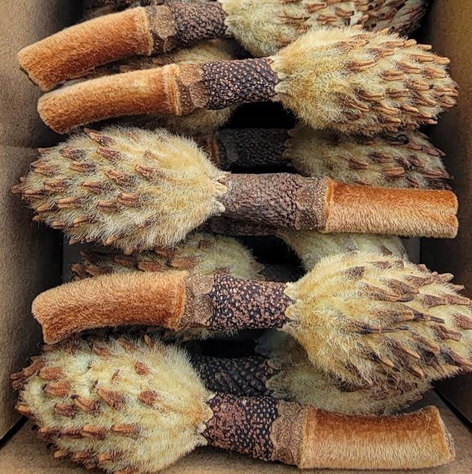 Small Magnolia Seed Pods, 24 Pack for Bioactive Enclosures, Terrariums, Aquariums, Reptiles, Amphibians, Isopods